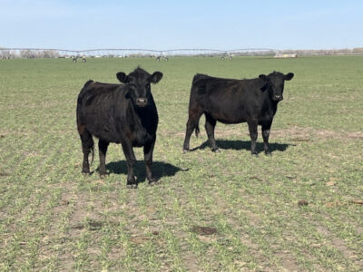 Black Angus Cows - 300 head