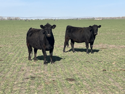 Black Angus Cows - 300 head