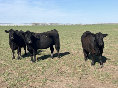 Black Angus Cows - 300 head