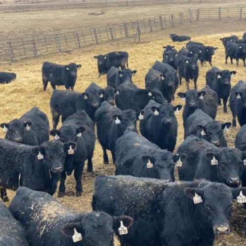 Black Angus Yearling Bulls - 110/head