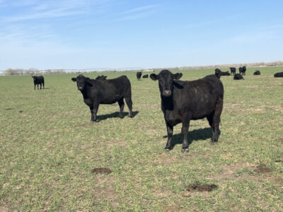 Black Angus Cows - 300 head