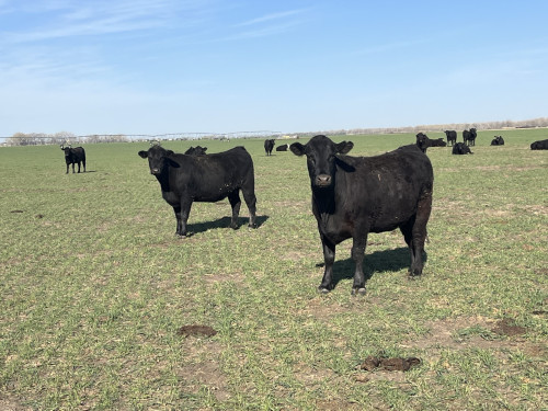 Black Angus Cows - 300 head