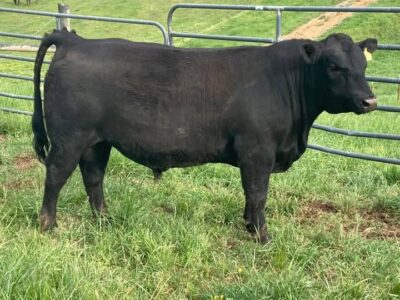 Black Angus Bull