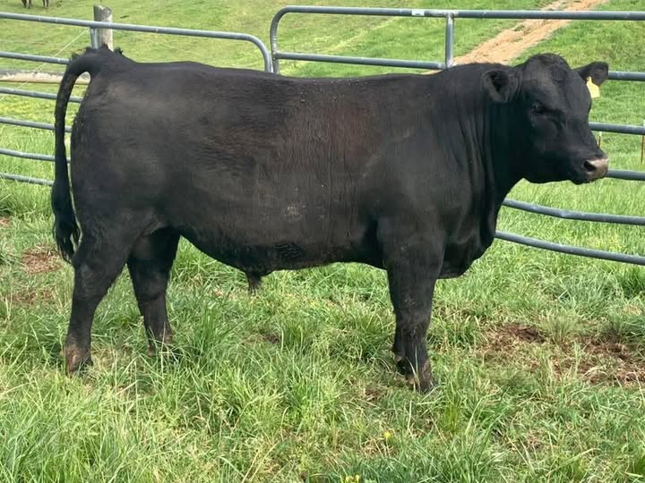 Black Angus Bull