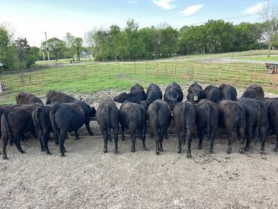 Black Angus Open Heifers - 26head
