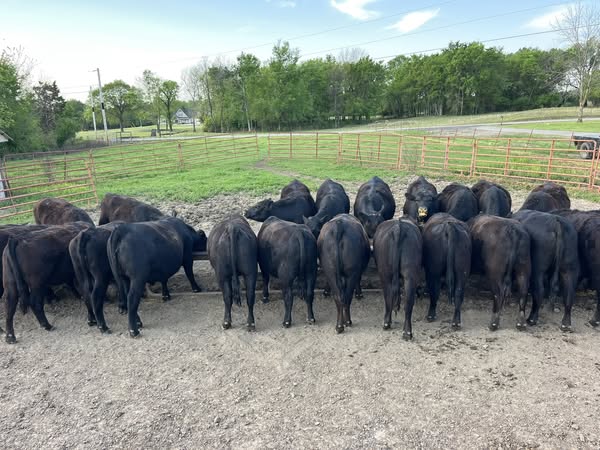 Black Angus Open Heifers - 26head
