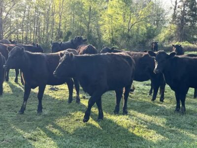 Black Angus Open Heifers - 26head