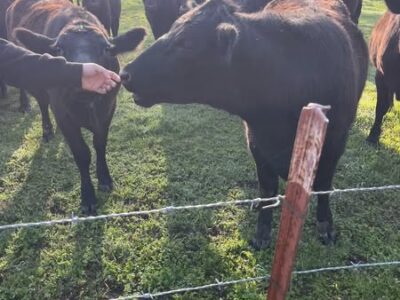 Black Angus Open Heifers - 26head