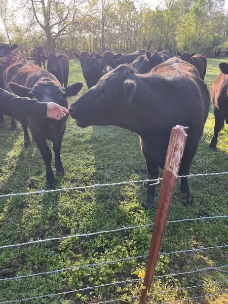 Black Angus Open Heifers - 26head