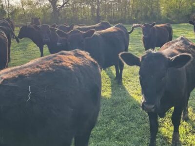 Black Angus Open Heifers - 26head