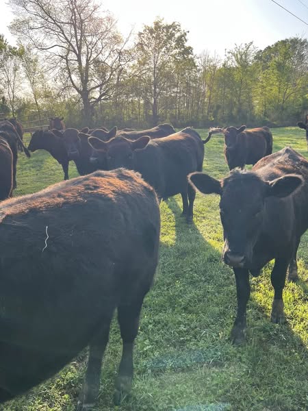 Black Angus Open Heifers - 26head
