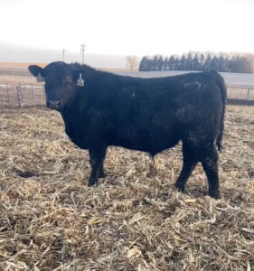 Black Angus Yearling Bulls - 110/head