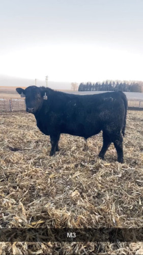 Black Angus Yearling Bulls - 110/head