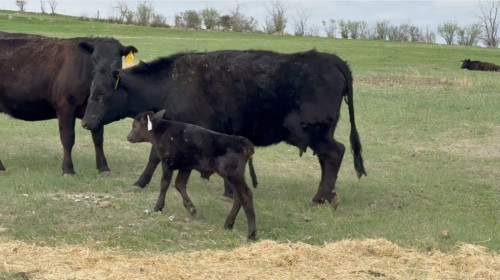 Black Angus Heifer Pairs