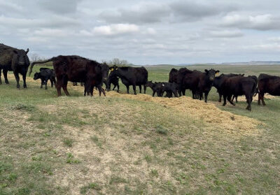 Black Angus Heifer Pairs