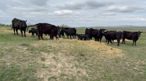 Black Angus Heifer Pairs