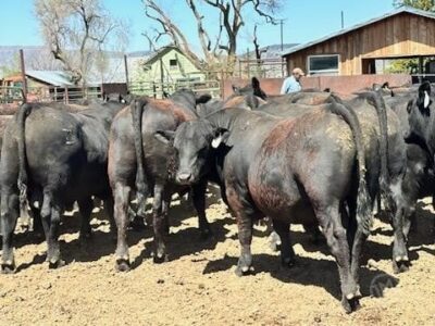 Purebred Black Angus Bulls - 50 head