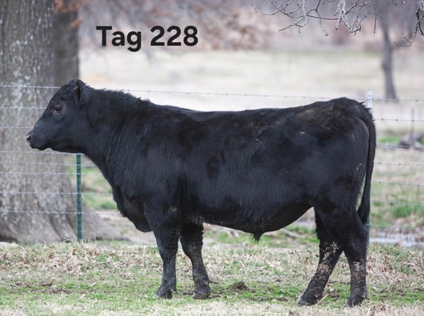 Black Angus Bulls - Purebred