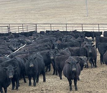 Black Angus Heifers - 315 head