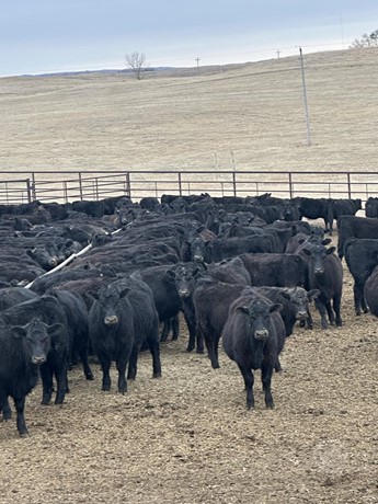 Black Angus Heifers - 315 head