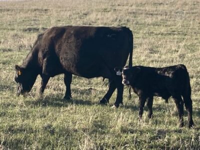 Black Angus Cow/Calf Pairs