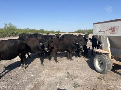 Black Angus Cows - 42 head