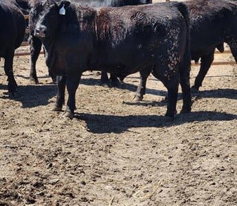 Purebred Black Angus Bulls - 29/head