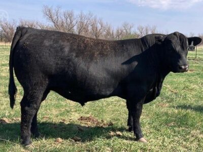 Purebred Angus Bulls For Sale