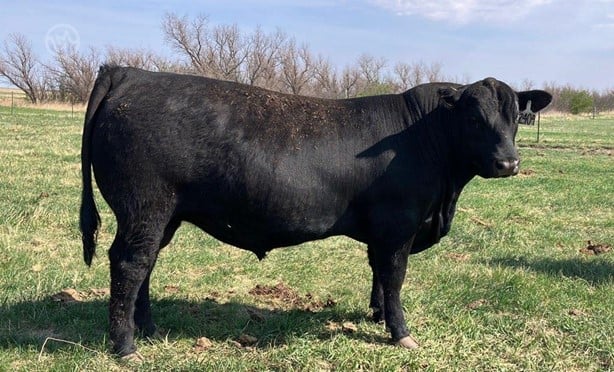 Purebred Angus Bulls For Sale