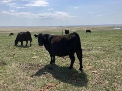 Purebred Angus Cows - 8/head
