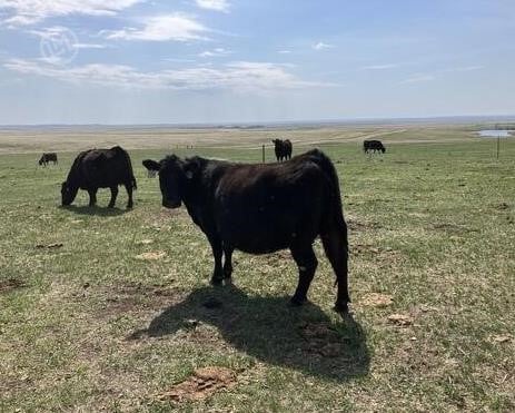 Purebred Angus Cows - 8/head
