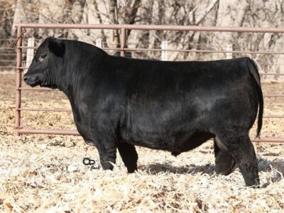 Purebred Black Angus Bulls - 15/head