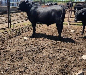 Purebred Black Angus Bulls - 29/head