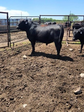 Purebred Black Angus Bulls - 29/head