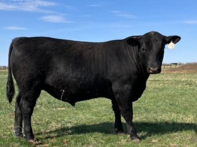 Purebred Angus Bulls For Sale