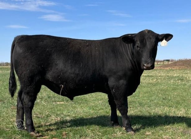 Purebred Angus Bulls For Sale