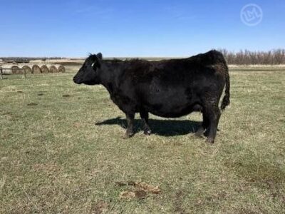 Purebred Angus Cows - 8/head