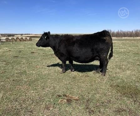 Purebred Angus Cows - 8/head