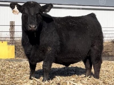 Purebred Black Angus Bulls For Sale - 5/head