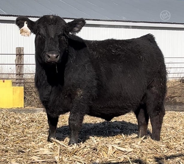 Purebred Black Angus Bulls For Sale - 5/head