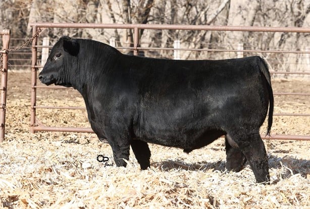 Purebred Black Angus Bulls - 15/head