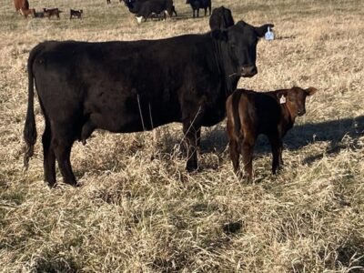 Black Angus Cow/Calf Pairs