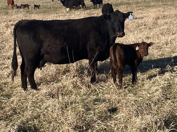 Black Angus Cow/Calf Pairs