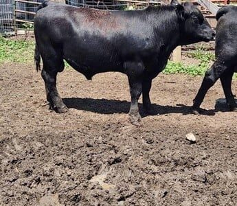 Purebred Black Angus Bulls - 29/head
