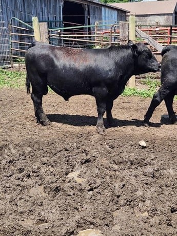 Purebred Black Angus Bulls - 29/head