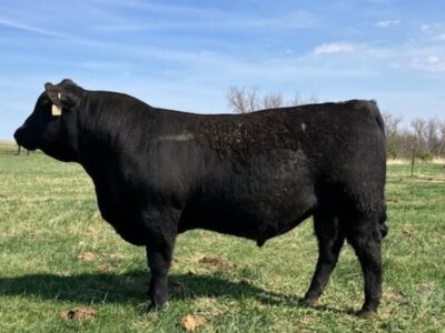 Purebred Angus Bulls For Sale