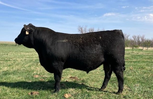 Purebred Angus Bulls For Sale