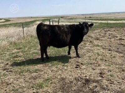 Purebred Angus Cows - 8/head