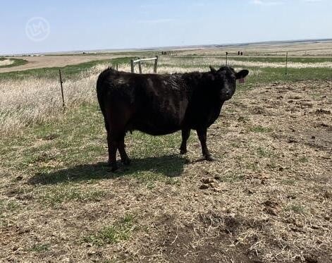 Purebred Angus Cows - 8/head