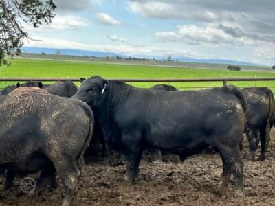 Purebred Black Angus Bulls - 50 head